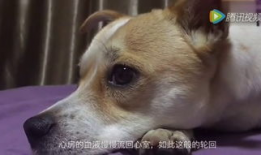 狗视频,视频里的萌宠瞬间